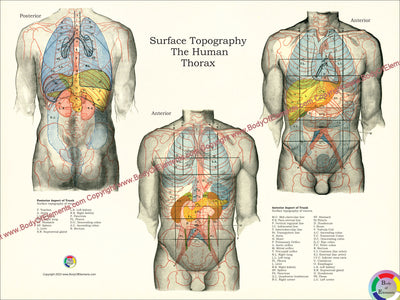 Human surface topography chart