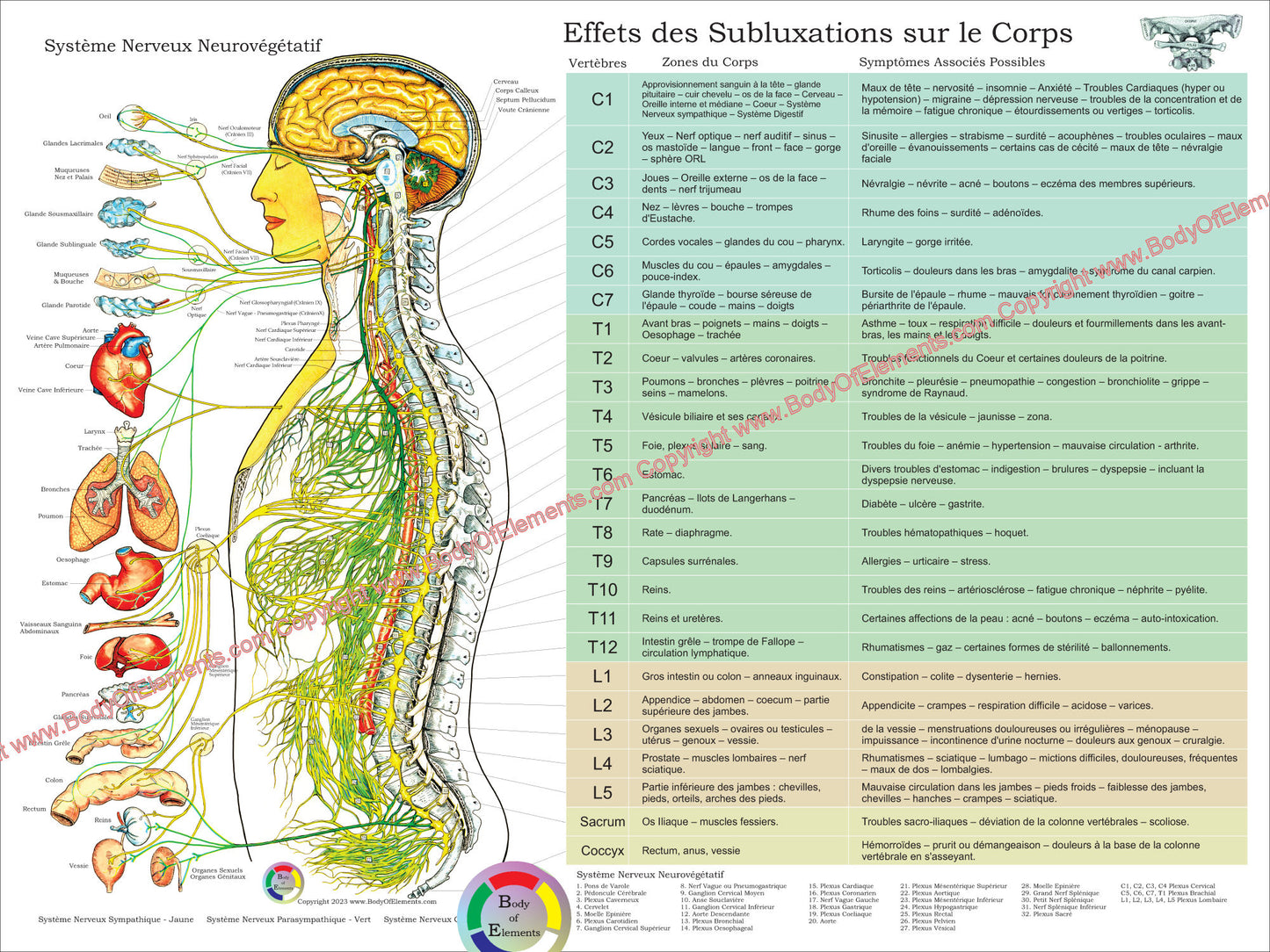 ANS and Effects of Subluxation Poster