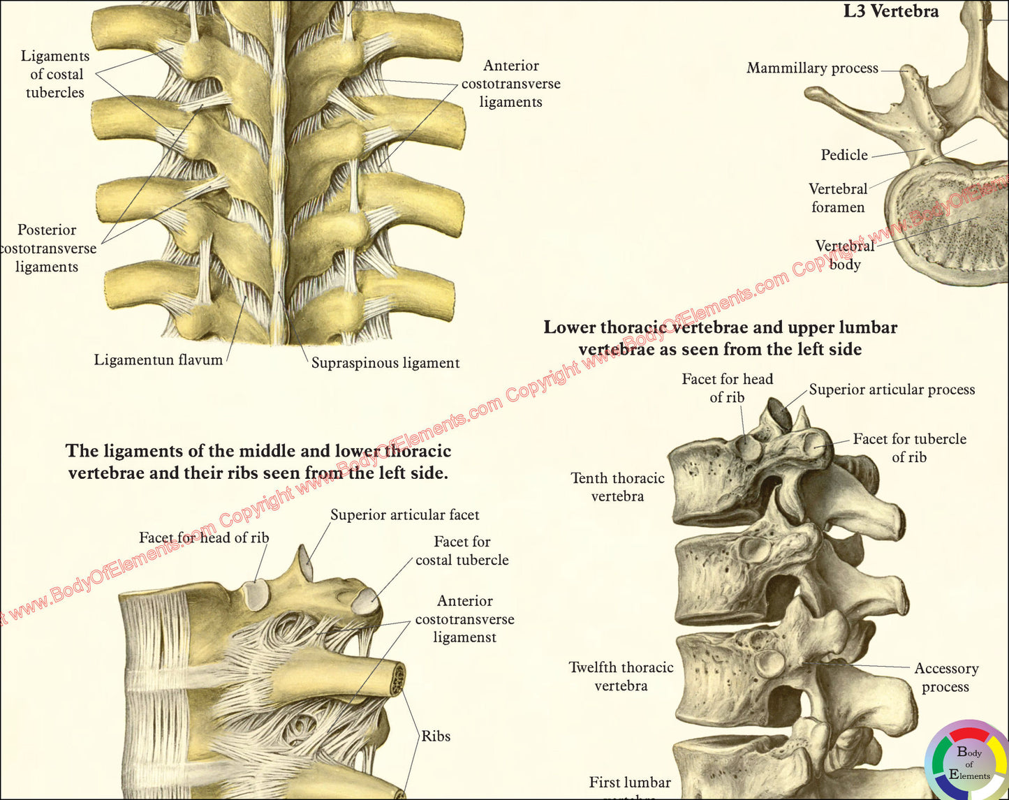 Ligaments of the thoracic spine poster