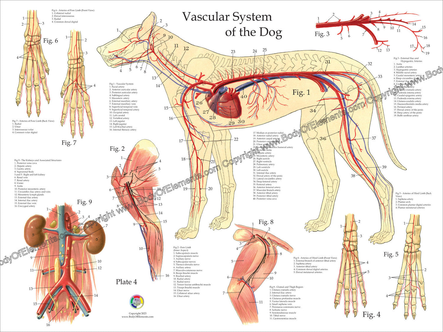 Dog vascular anatomy poster