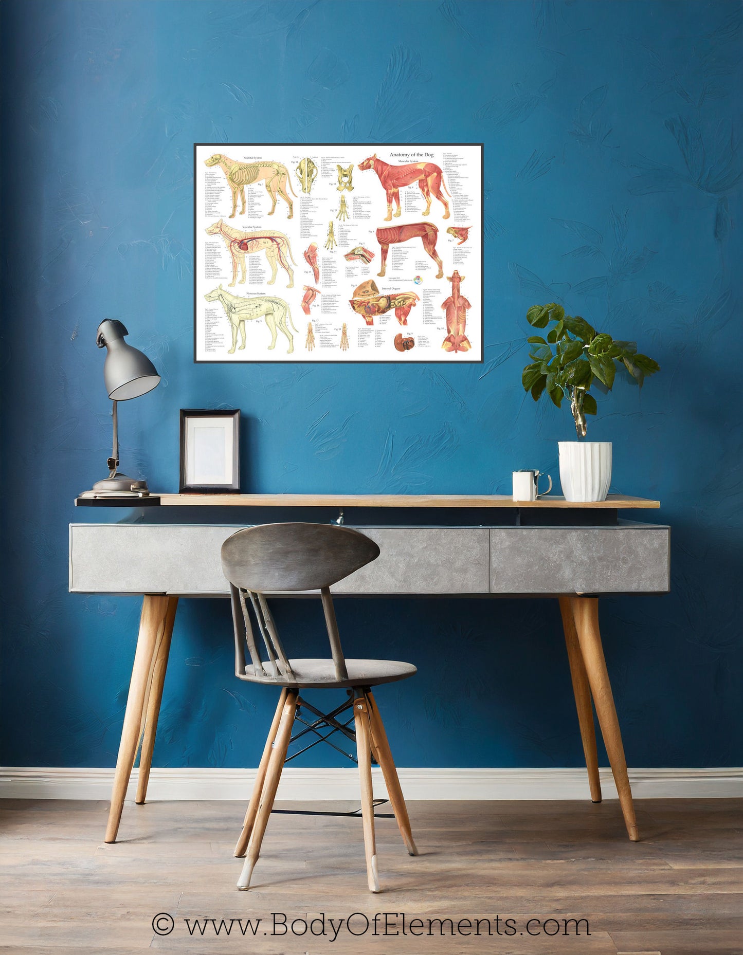 veterinary clinic dog anatomy wall chart