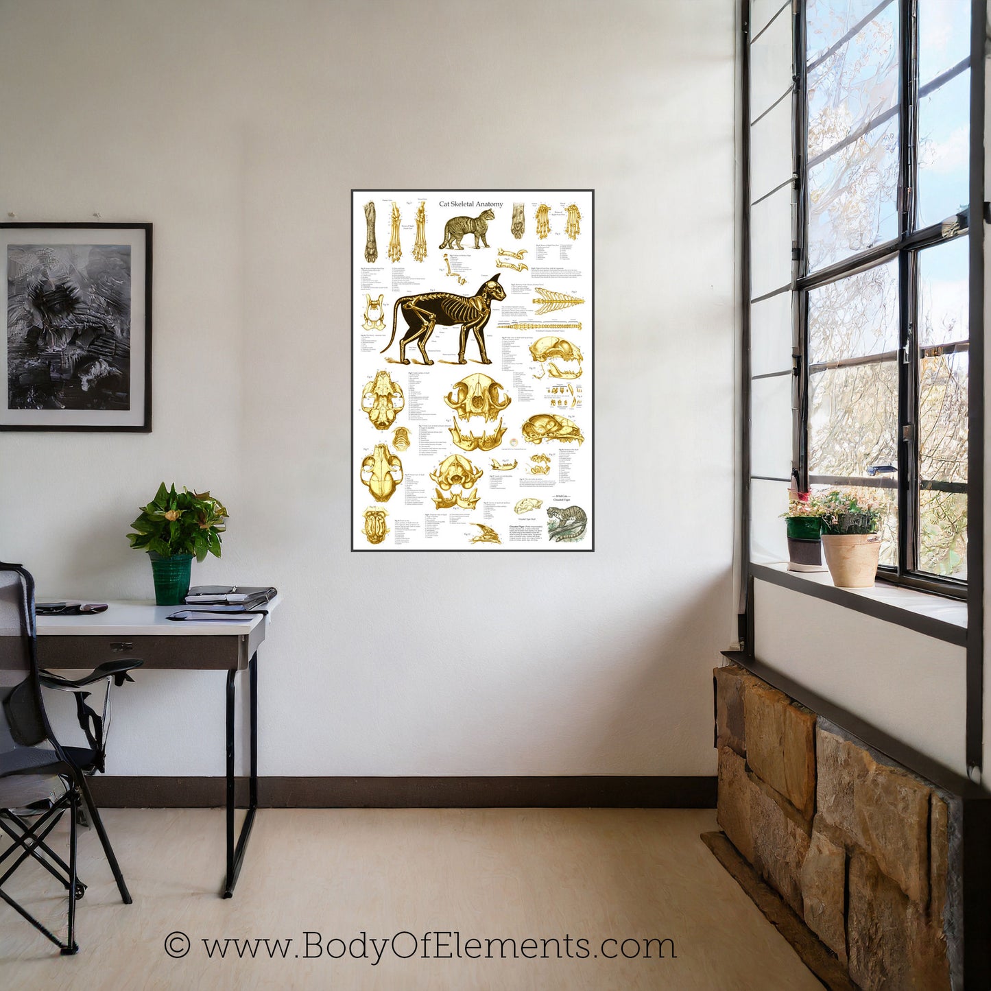 Veterinary clinic cat skeletal wall chart