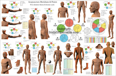 Acupuncture Meridian Poster Horizontal