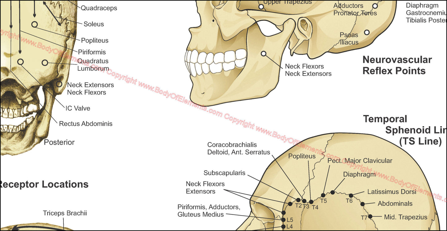 Applied kinesiology neurovascular reflex points chart