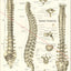 Human spinal anatomy poster