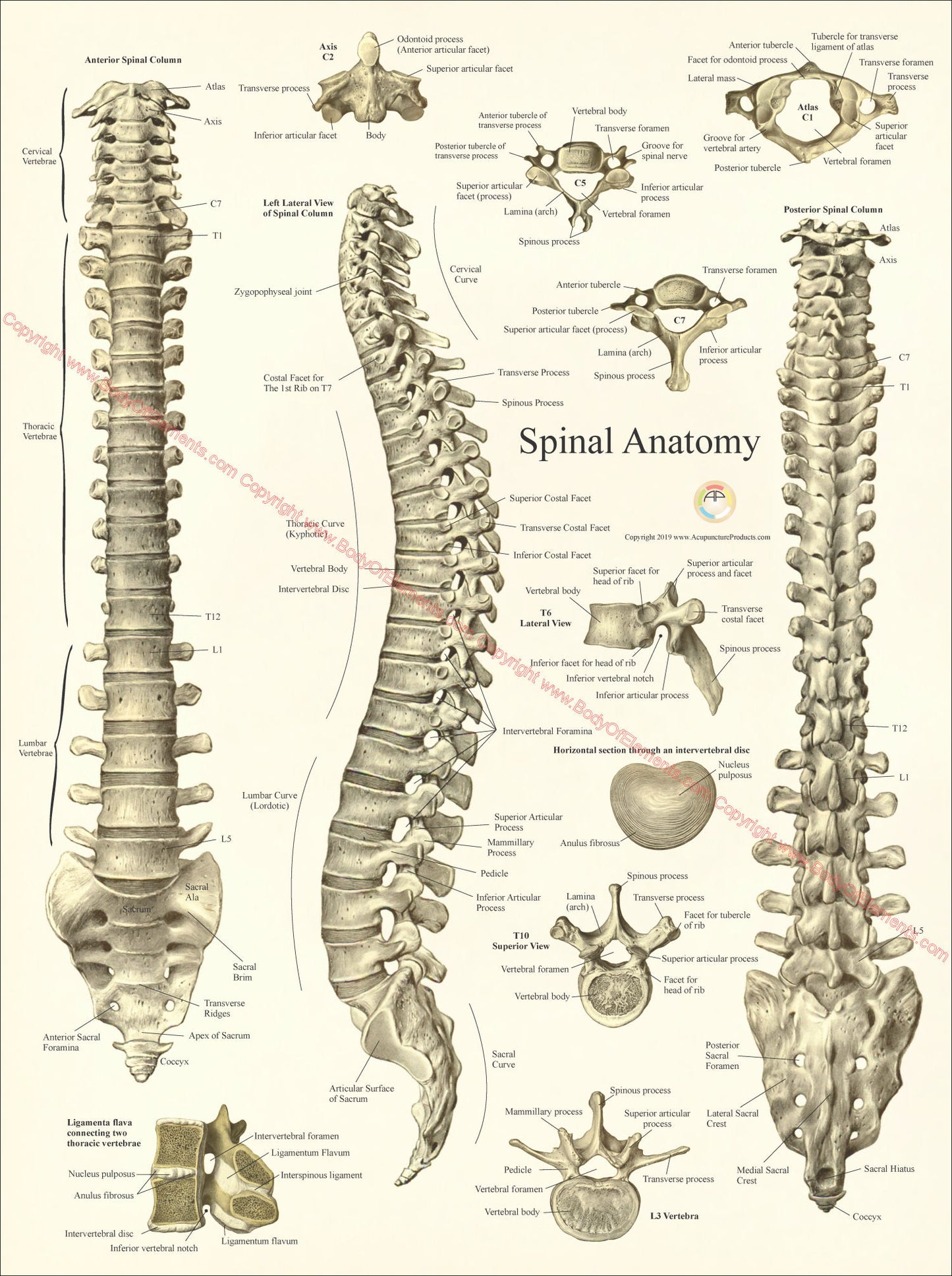 Human spinal anatomy poster