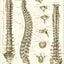 Human spine anatomy in Spanish