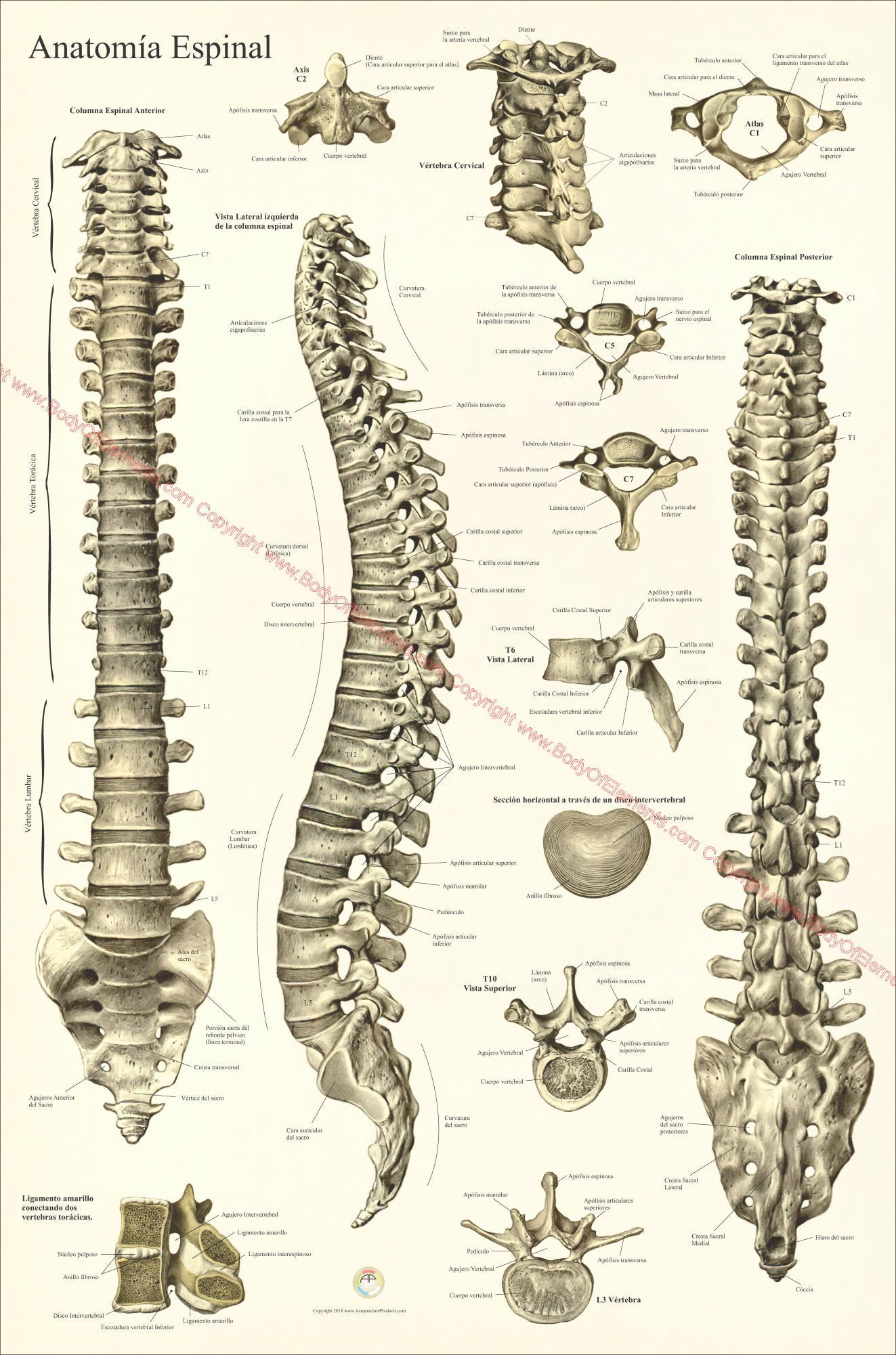 Human spine anatomy in Spanish
