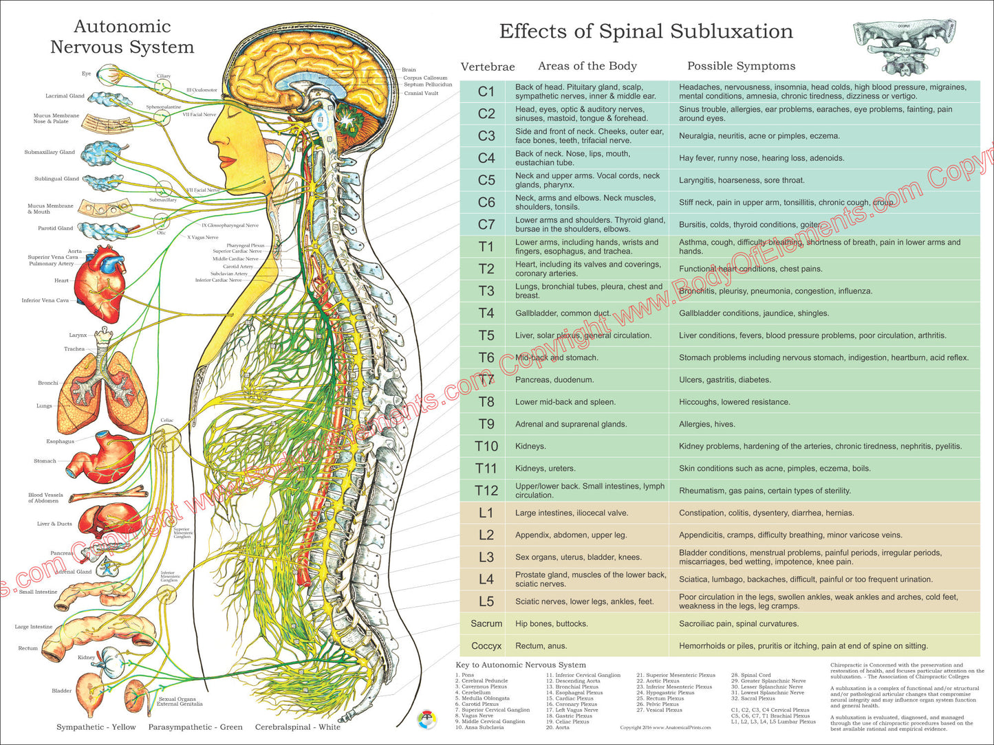 Effects of spinal subluxation poster in English