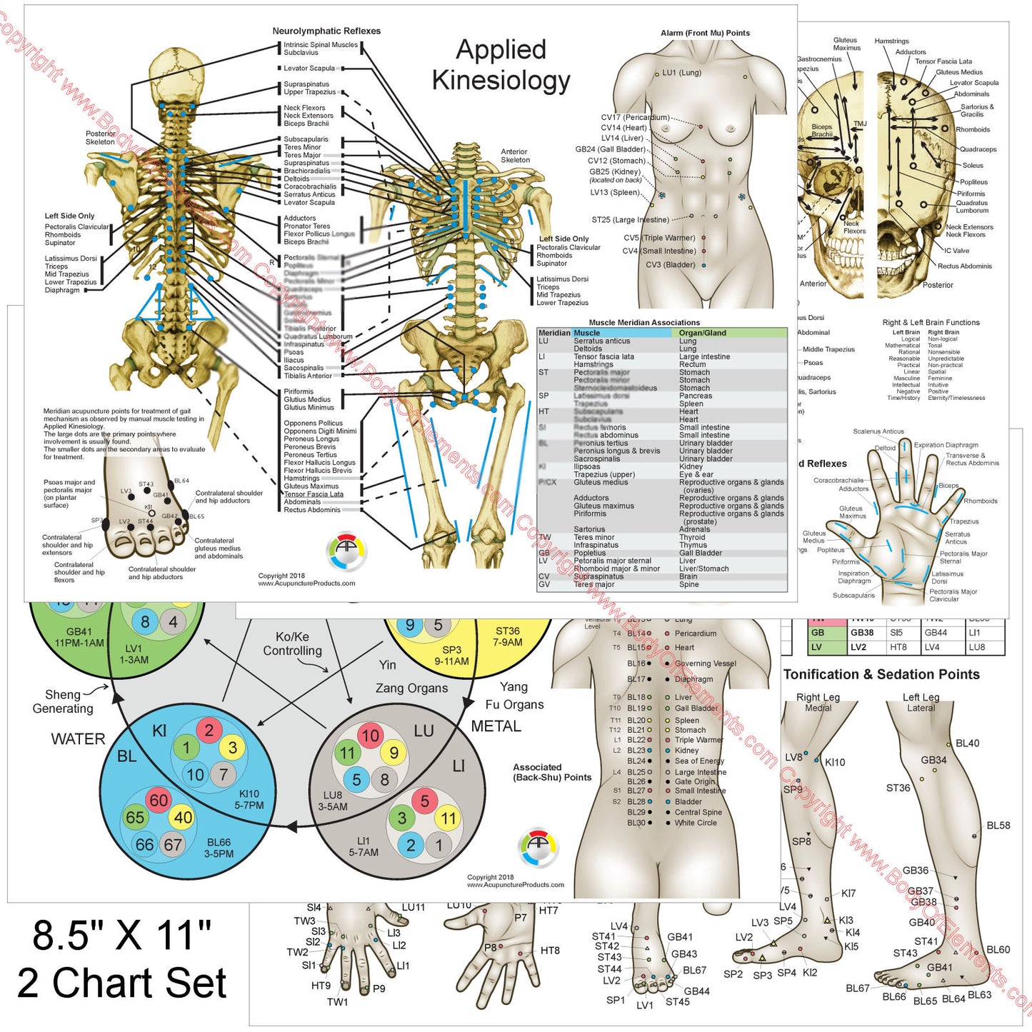 Applied kinesiology chart set chiropractic