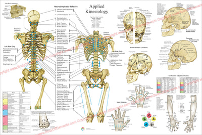 Chiropractic applied kinesiology poster