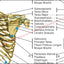 Applied kinesiology muscle points chart