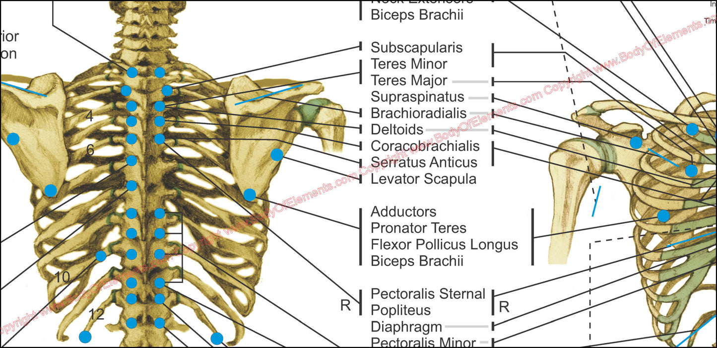 Applied kinesiology muscle points chart