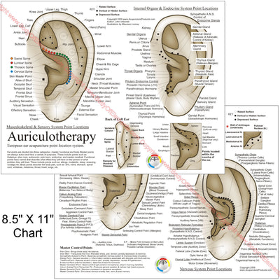 Auriculotherapy ear acupuncture points chart