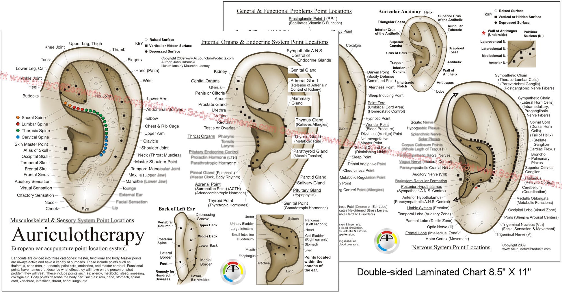 Auriculotherapy point locations chart