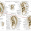 Large auricular ear acupuncture diagrams chart