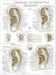 Auriculotherapy ear acupuncture points poster