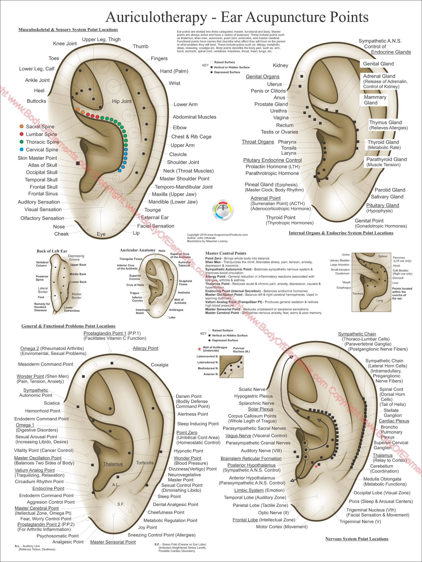 Auriculotherapy ear acupuncture points poster