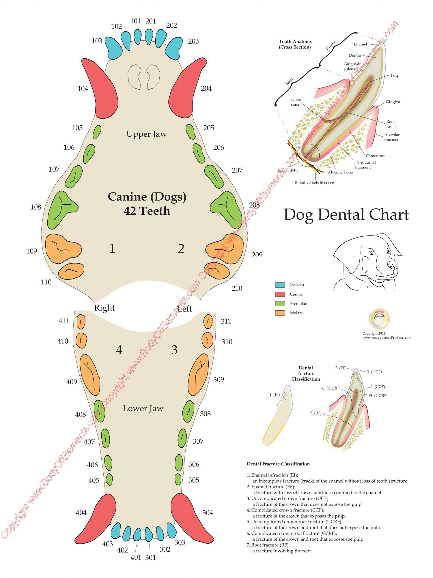 Dog dental tooth numbering system chart