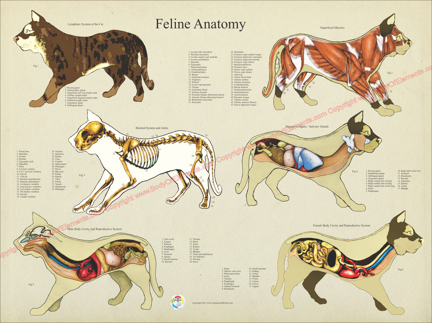 Cat internal anatomical chart