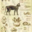 Cat skeletal skull anatomy poster