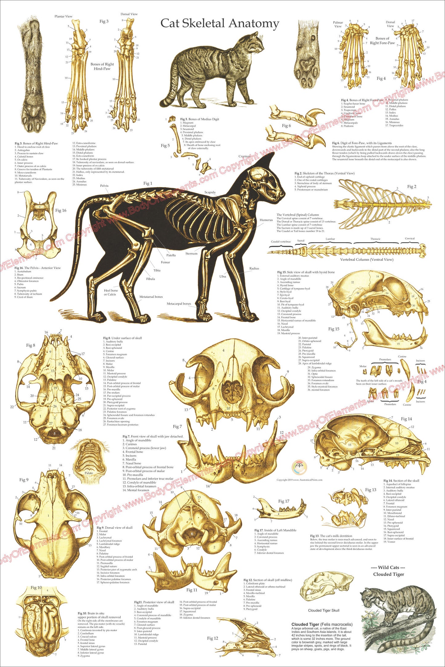 cat feline skeletal skull anatomical chart