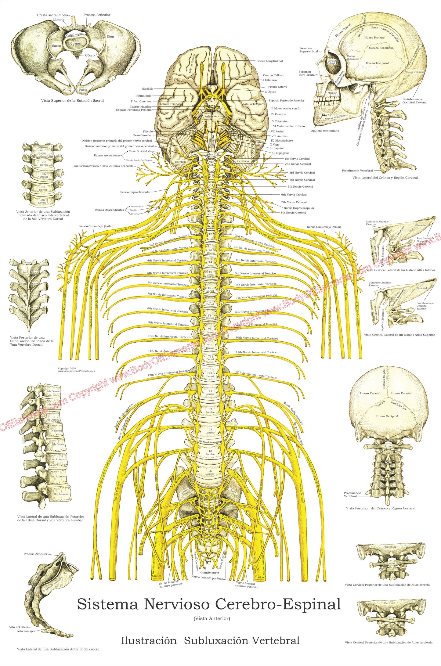 Spinal Nerves and Subluxations Poster