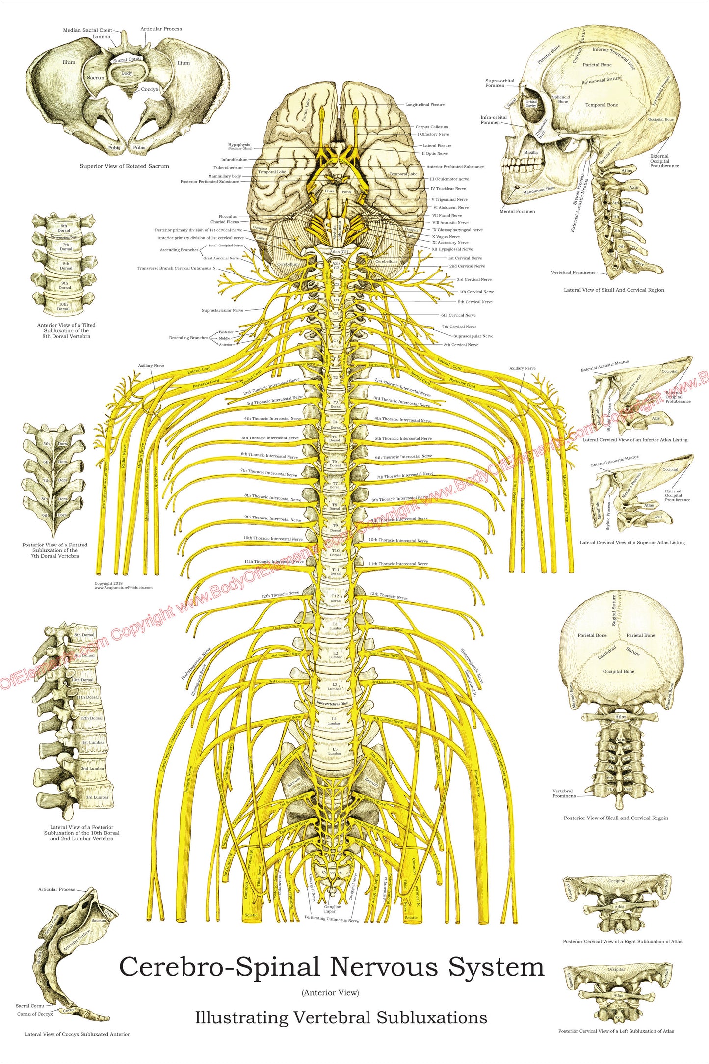 Spinal Nerves and Subluxations Poster