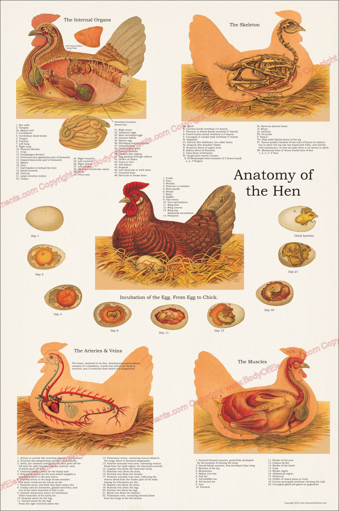 Anatomy of the hen anatomical chart