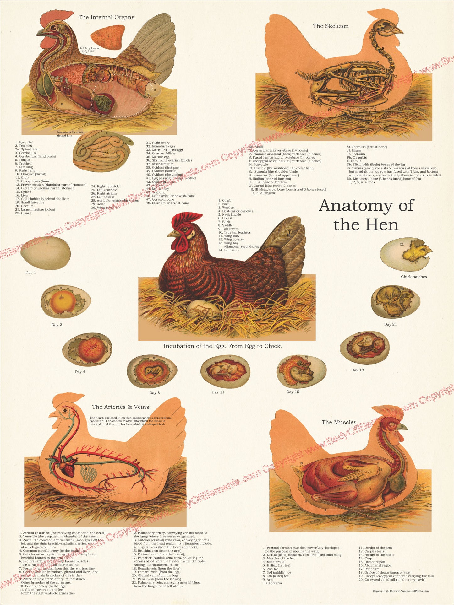 Anatomy of the hen anatomy poster