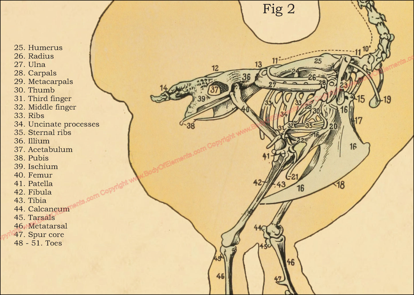 Chicken skeletal anatomy poster