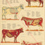 Cow anatomy poster