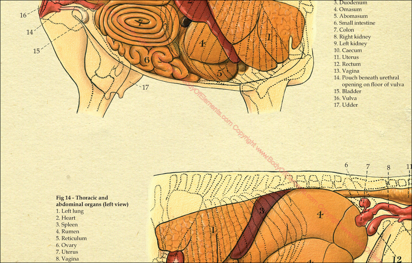 Internal organs of the cow