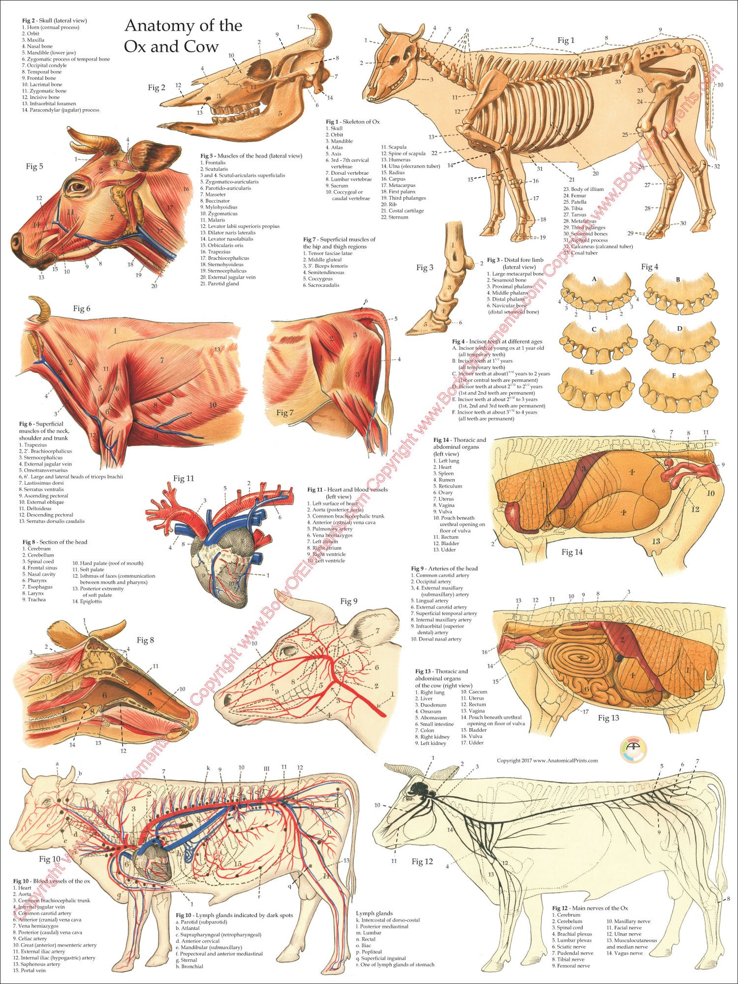 Cow ox internal anatomy poster