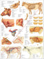 Cow ox internal anatomy poster