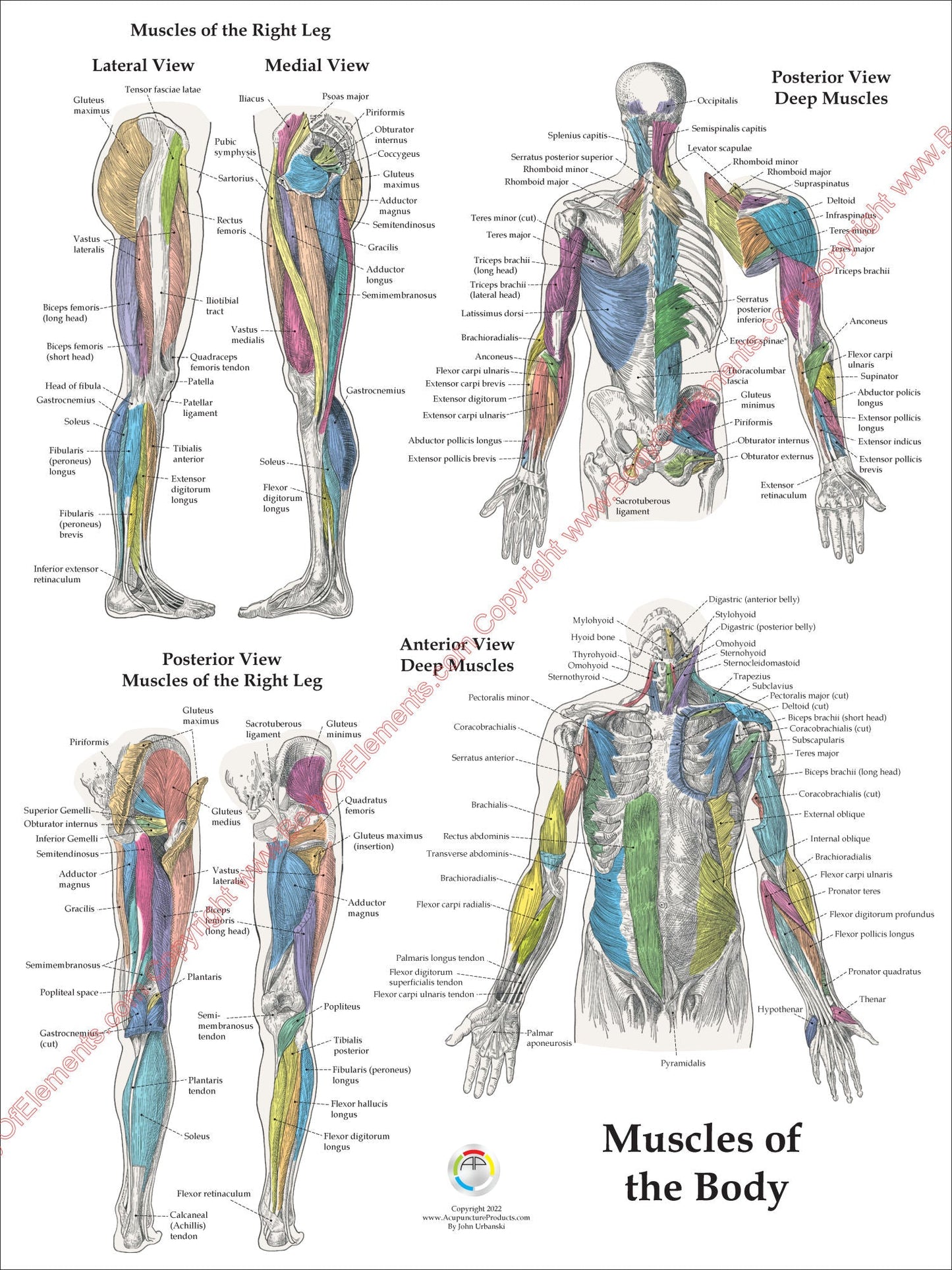 Muscle Anatomy Poster Anterior Posterior Deep Layers 18 X 24