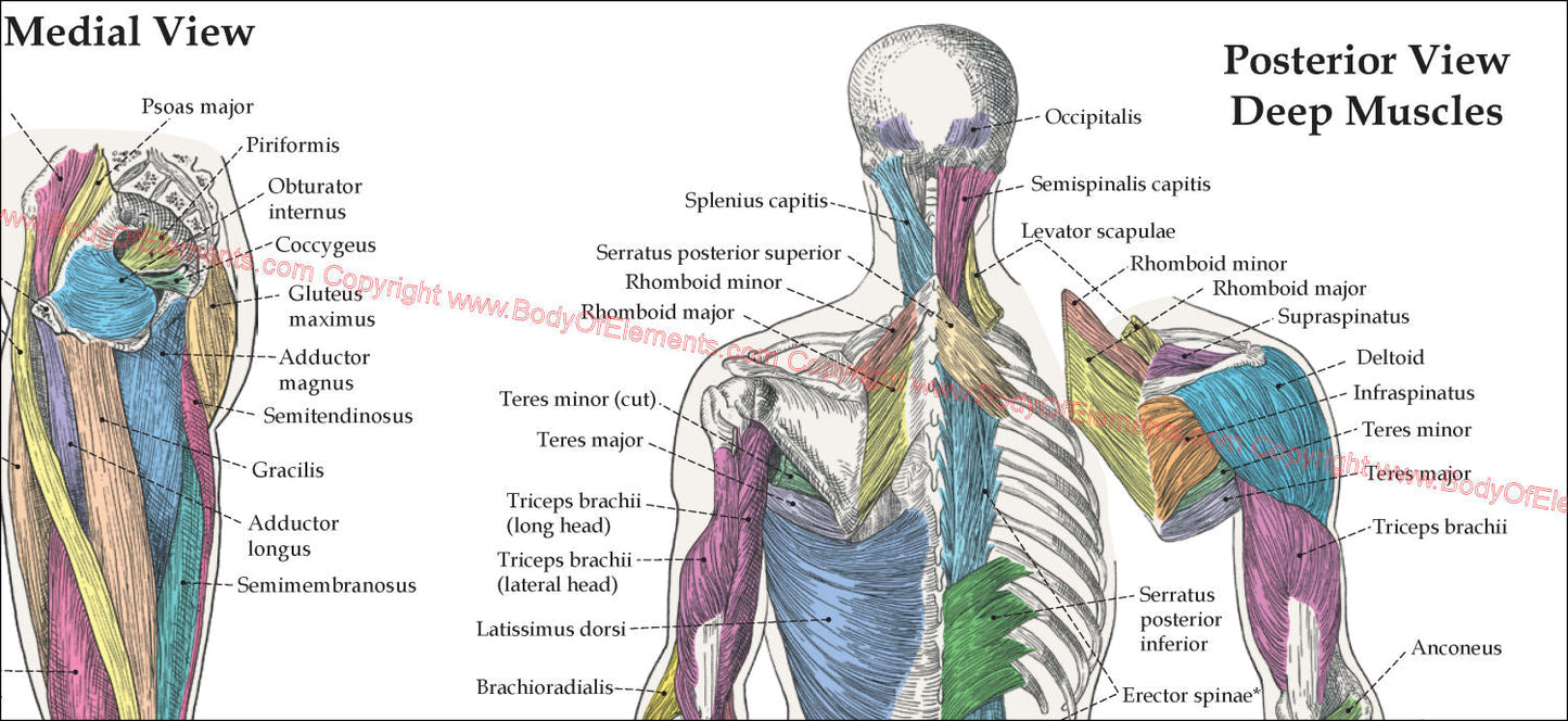 Muscle Anatomy Poster Anterior Posterior Deep Layers 18 X 24