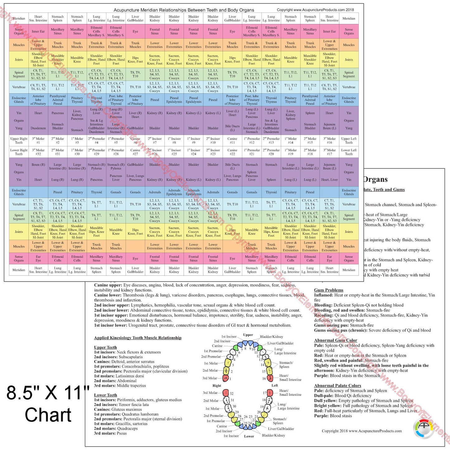 Acupuncture dental meridian chart