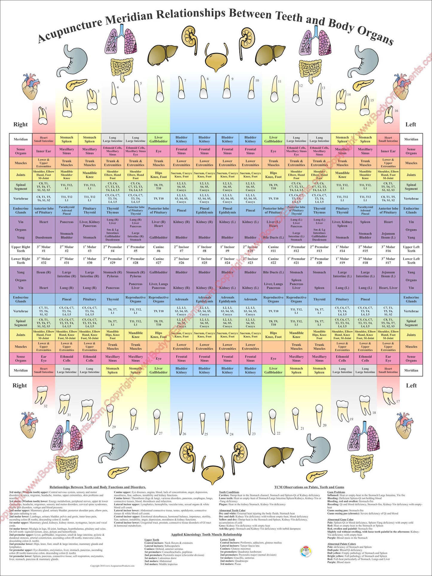 Acupuncture meridian relationships of teeth and body