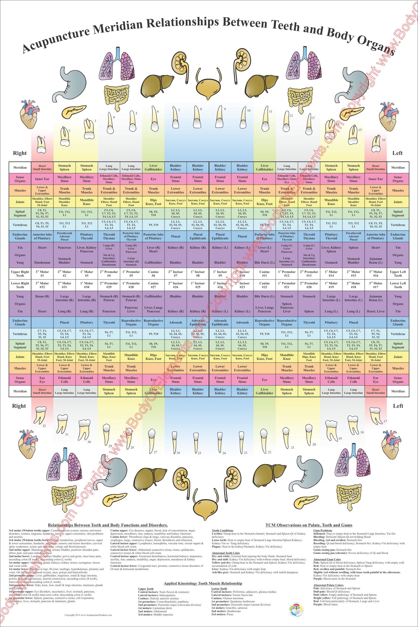 Holistic dentistry chart of teeth and meridians