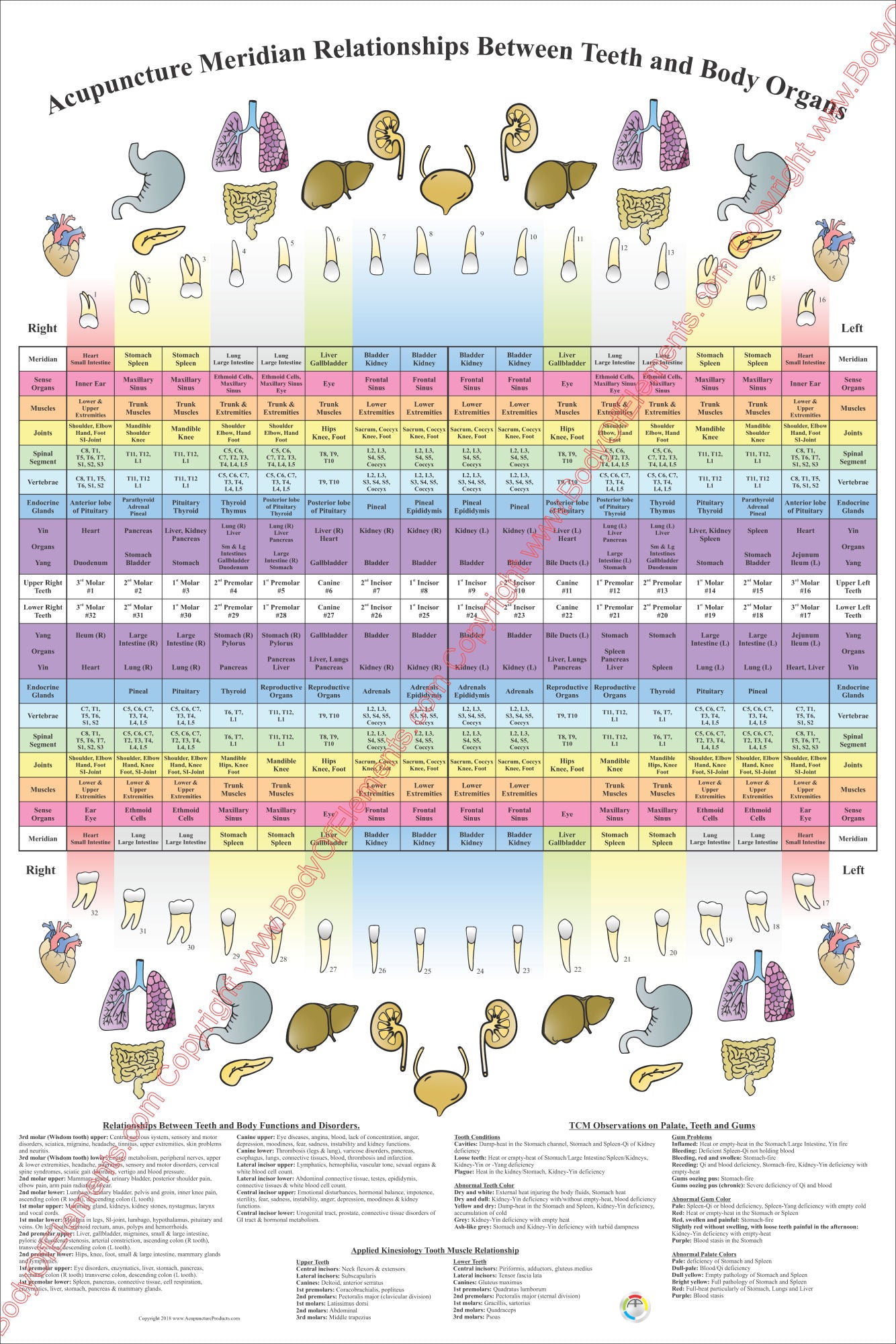 Holistic dentistry chart of teeth and meridians