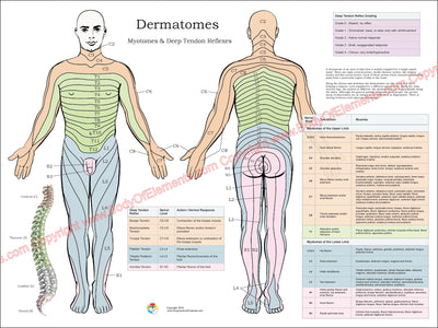 Dermatomes and myotomes nerves chart