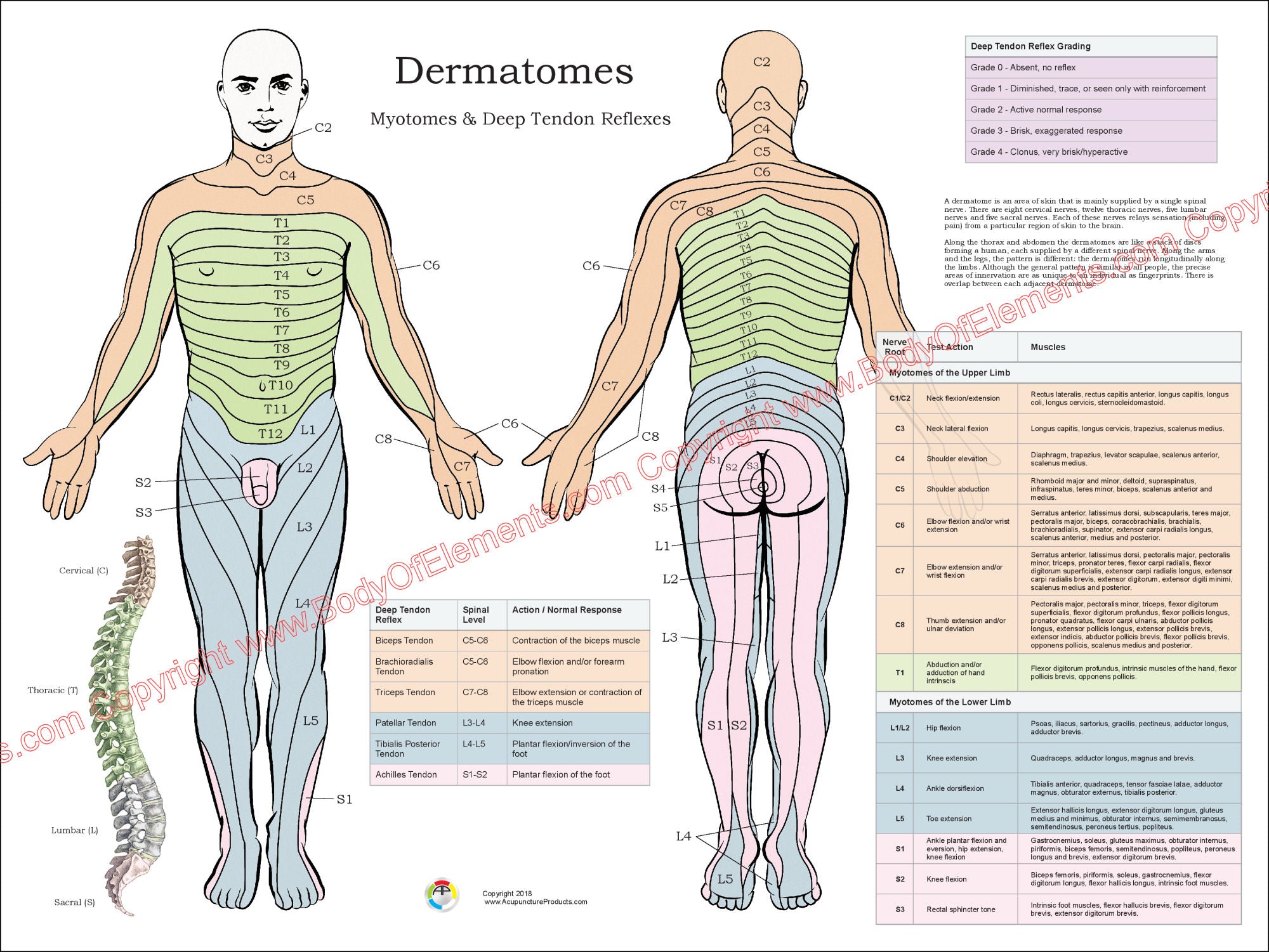 Printable Dermatomes And Myotomes Chart Free Printable Charts Printable Dermatomes And Myotomes Chart Free Printable Charts