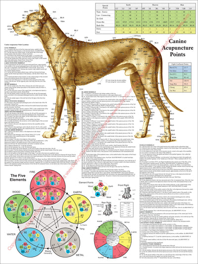 Dog canine acupuncture point locations chart