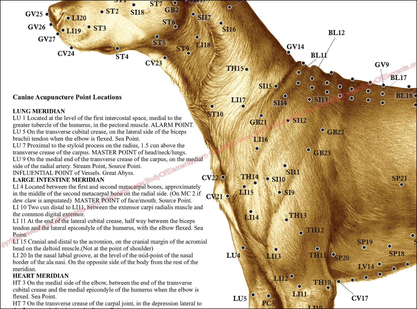 Dog acupuncture point locations poster