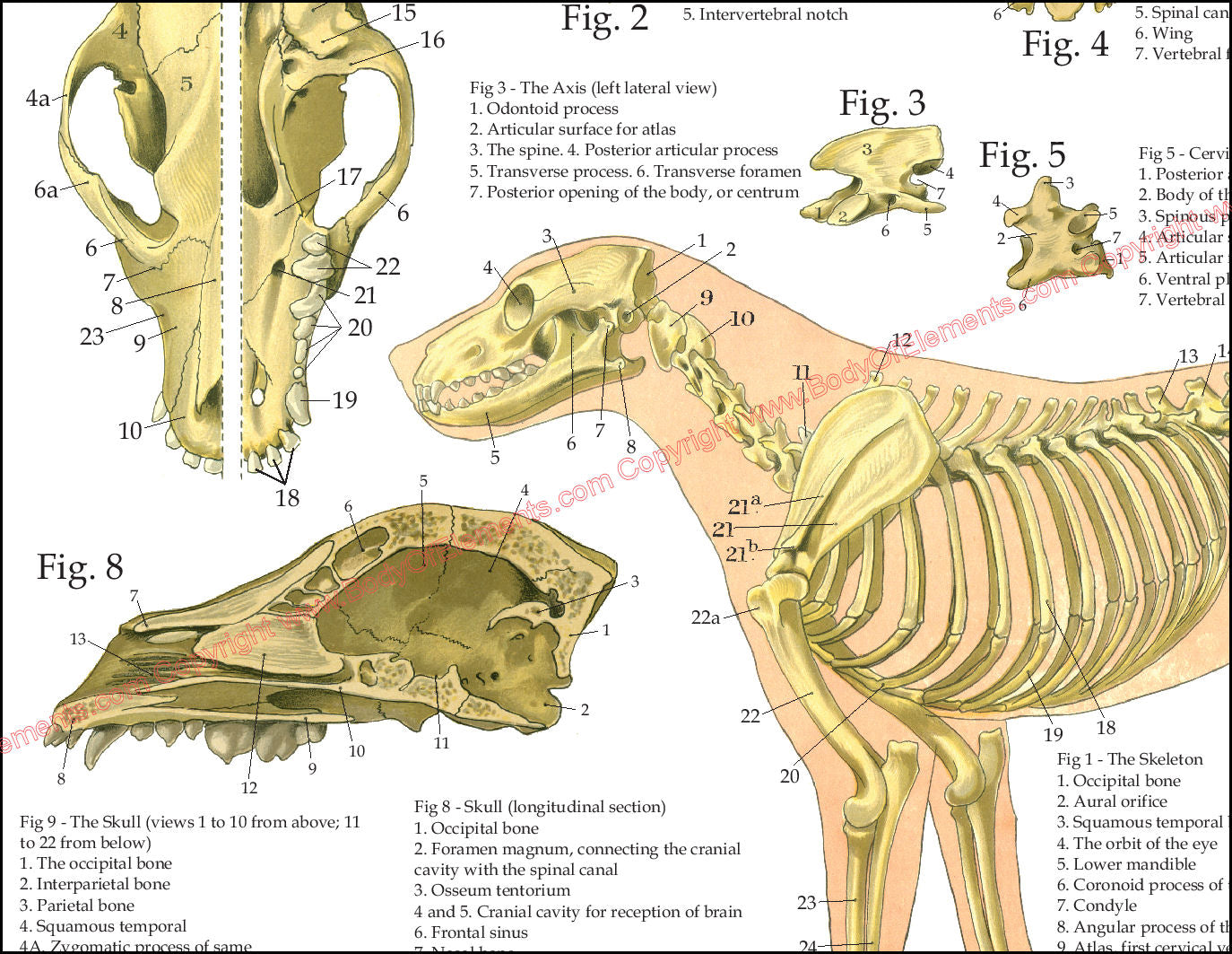 Skeletal and skull anatomy of the dog