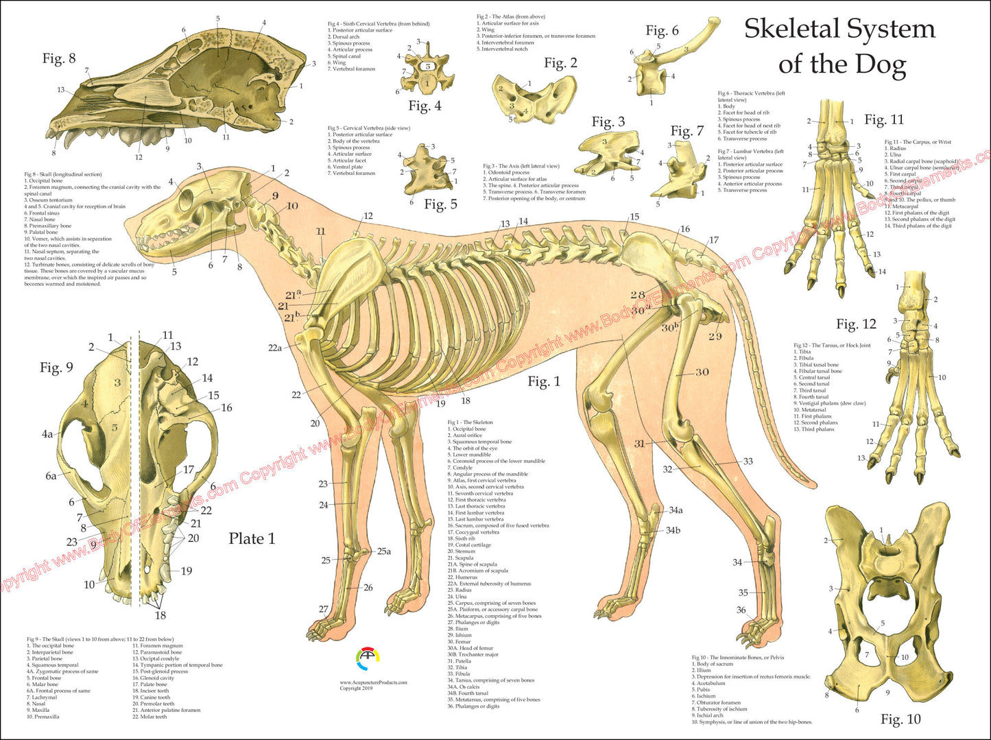 Dog skeletal anatomical wall chart