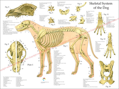 Dog skeletal anatomical wall chart