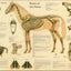 Equine skeletal anatomical chart