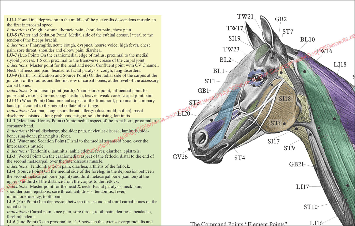 Horse acupuncture points of the head and neck